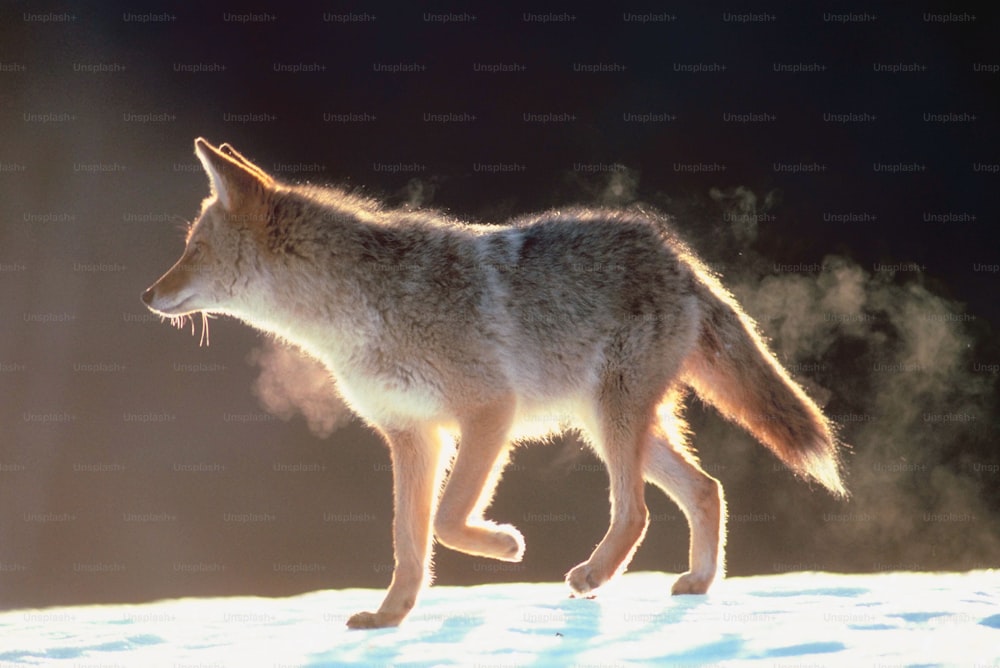 a wolf walking across a snow covered ground