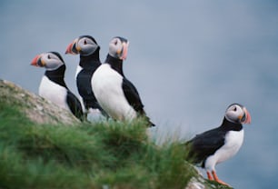 a group of birds sitting on top of a rock