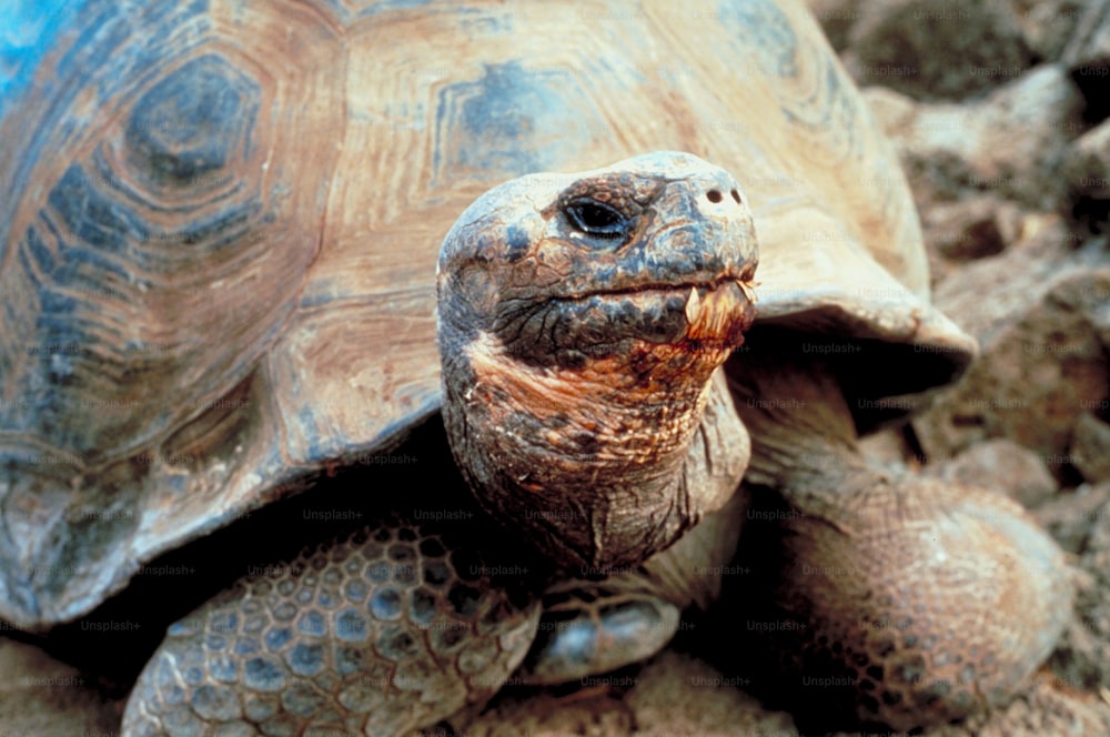 a close up of a turtle on the ground