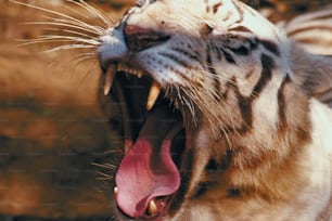 a close up of a tiger with its mouth open