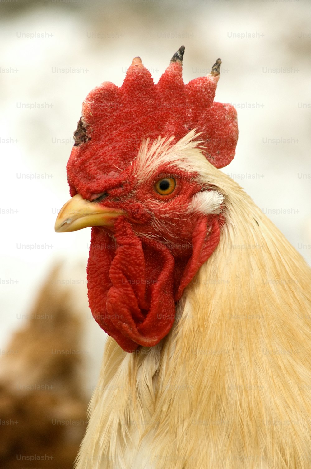 a close up of a rooster's head with a blurry background
