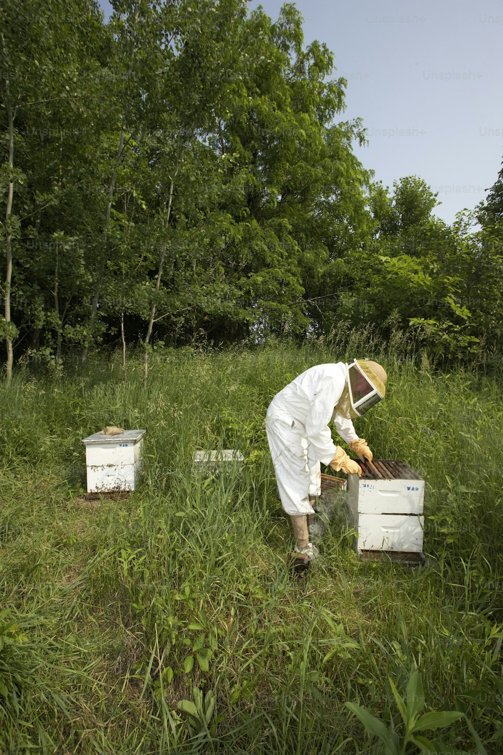 Un hombre con un traje blanco y algunas abejas en un campo