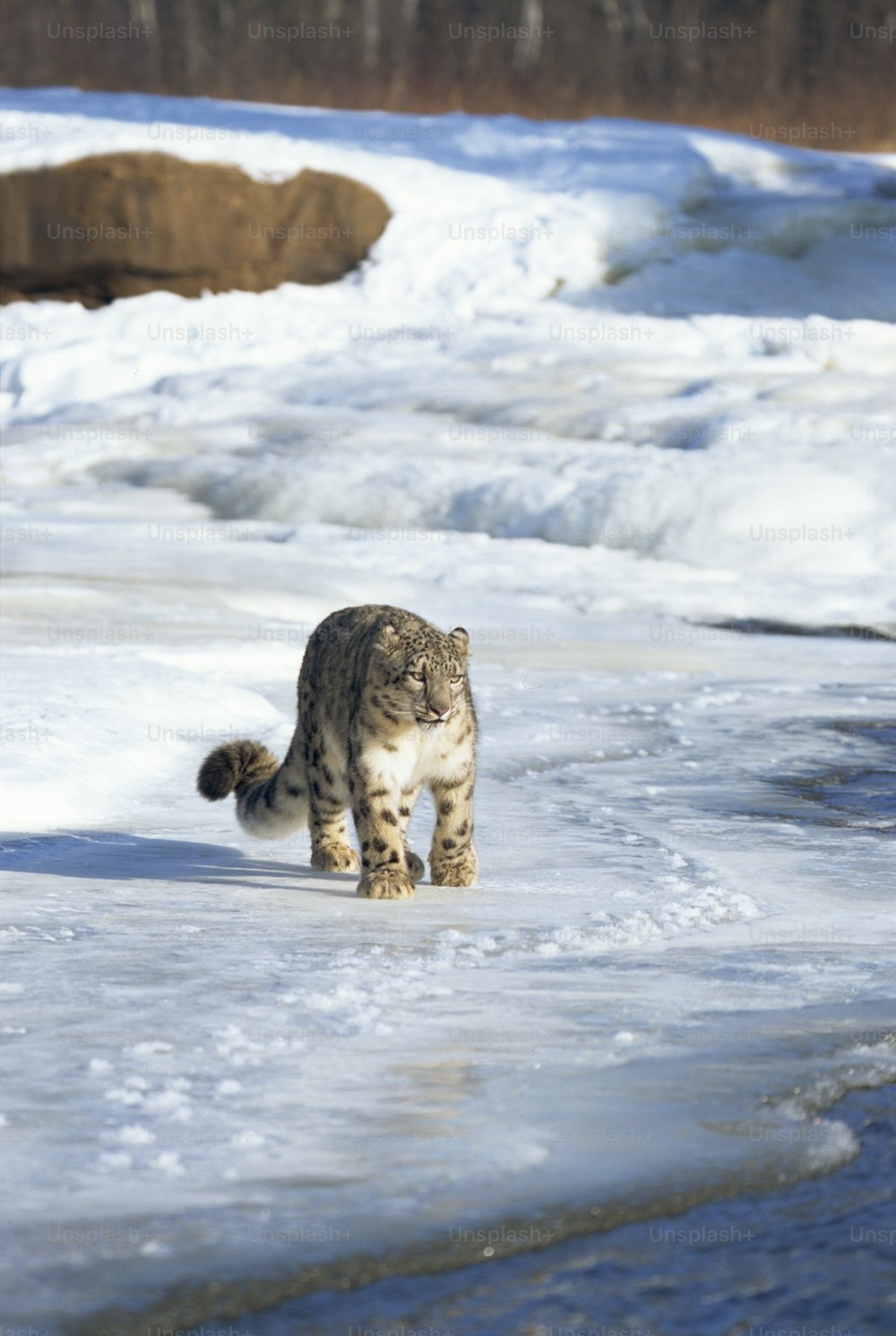 a cat walking across a snow covered ground
