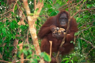 an orangutan hanging in a tree eating something