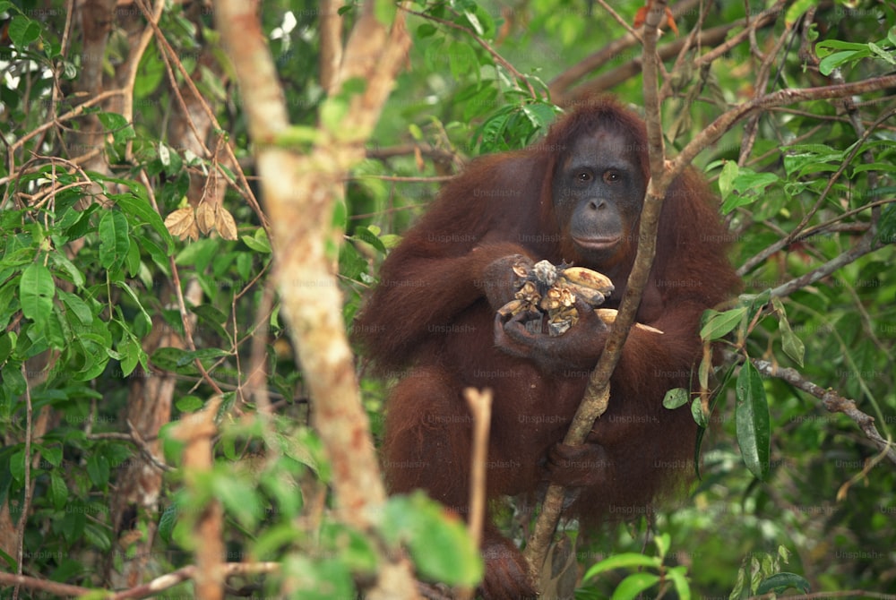 an orangutan hanging in a tree eating something