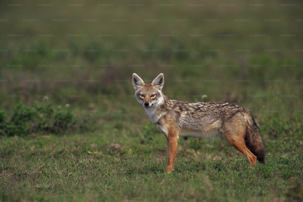 a small brown and black animal standing on top of a grass covered field