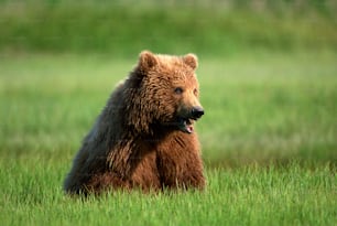 a brown bear sitting in a grassy field