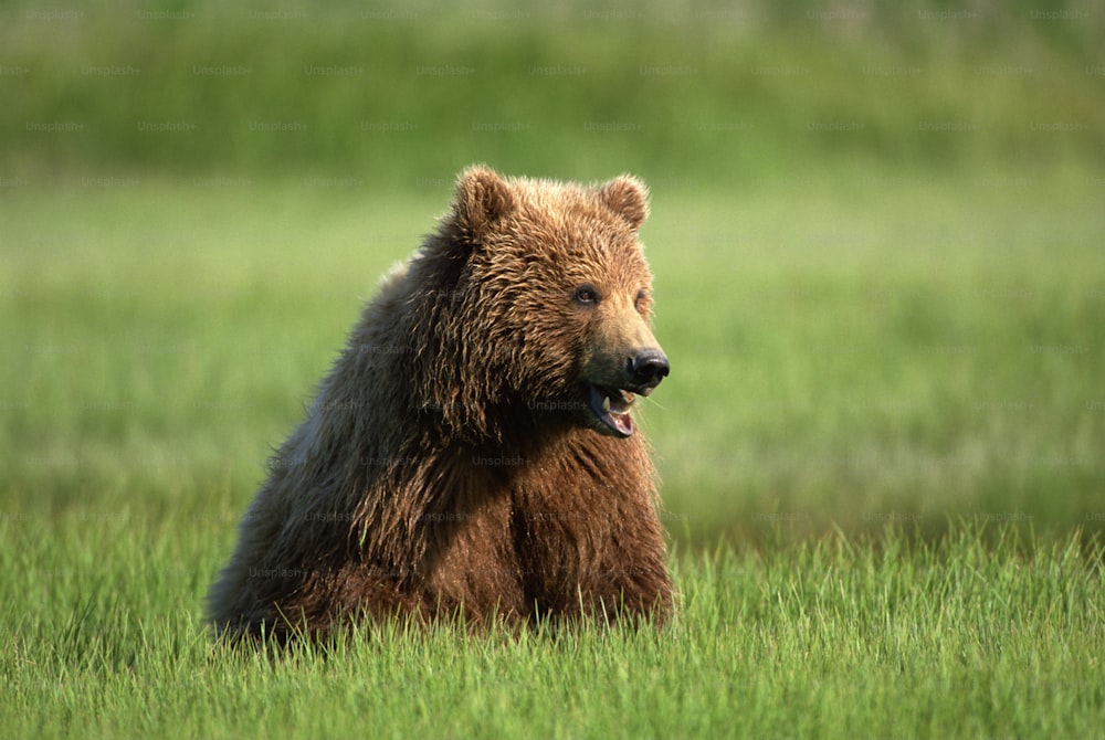 um urso marrom sentado em um campo gramado