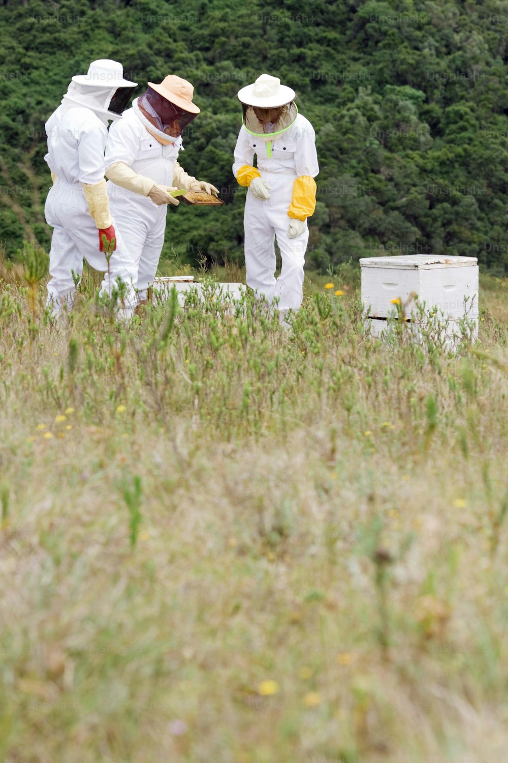 a group of people in bee suits standing in a field