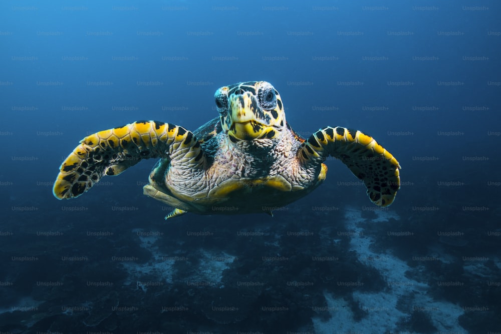 Uma tartaruga marinha em Raja Ampat na Indonésia