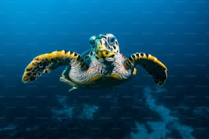A sea turtle in Raja Ampat in Indonesia