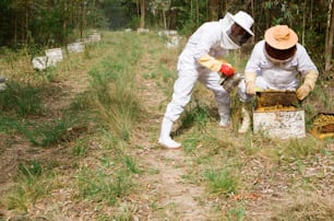 Dos personas con trajes de abeja y sombreros están inspeccionando una colmena