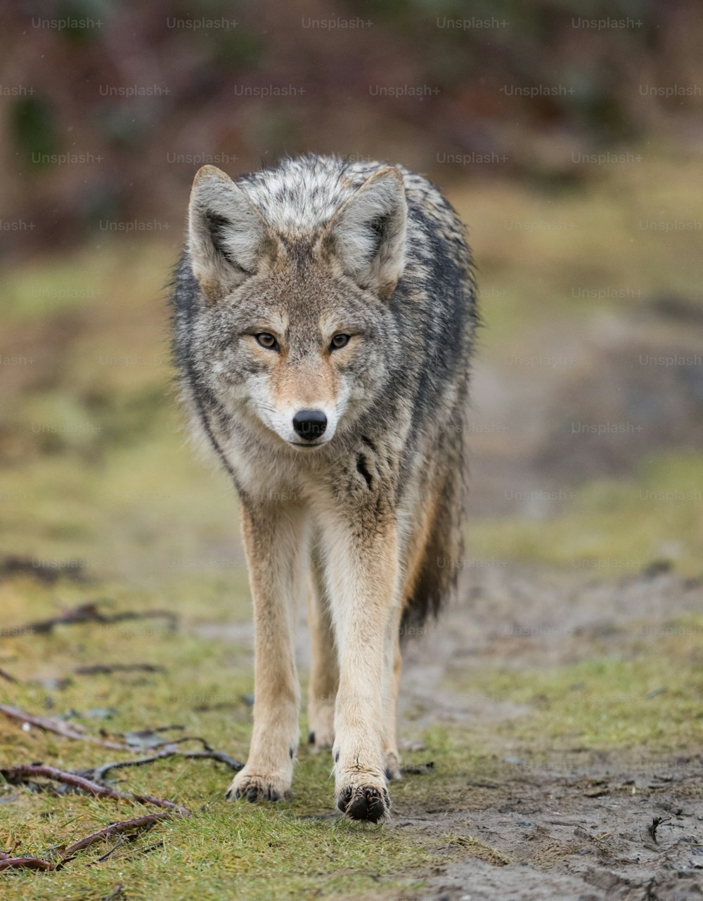Un coyote en Columbia Británica, Canadá.