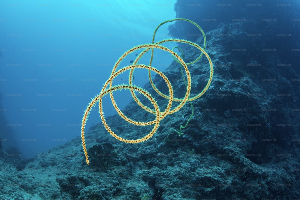 A whip coral in Fiji