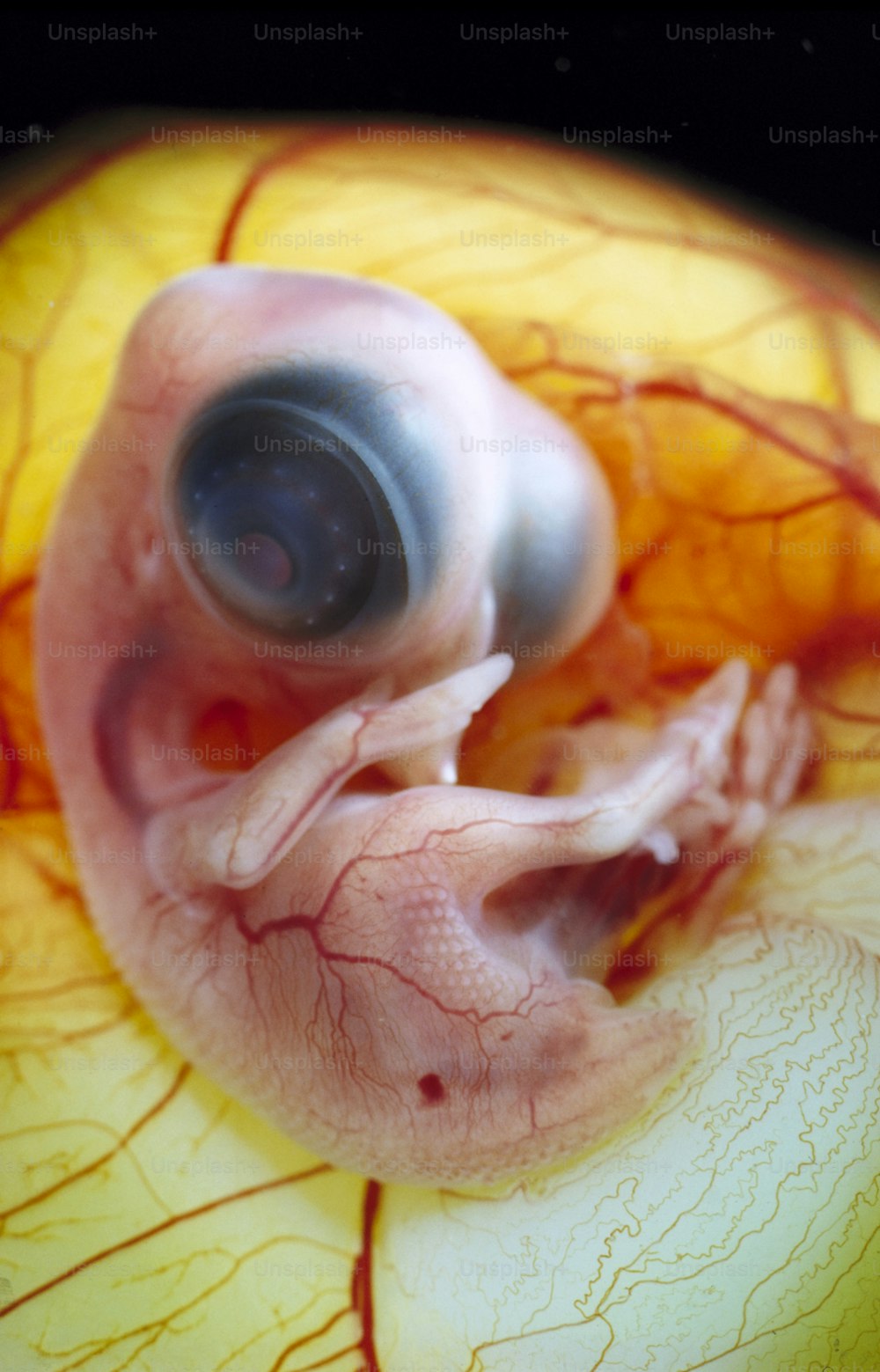 a close up of a human eye with an eyeball