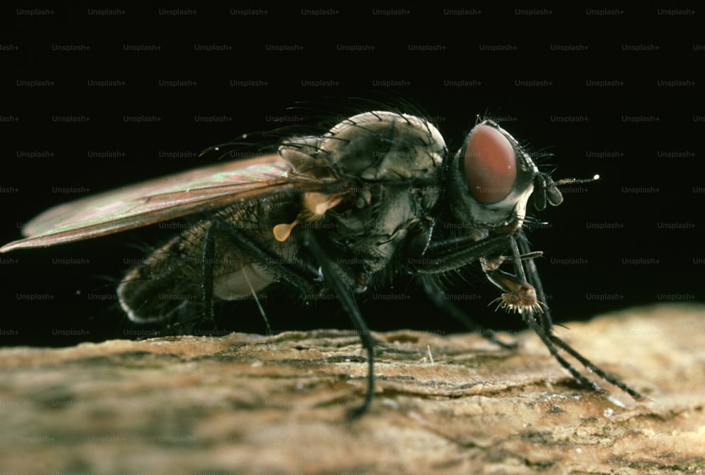 a close up of a fly on a rock