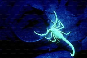 a scorpion is glowing in the dark on a rock