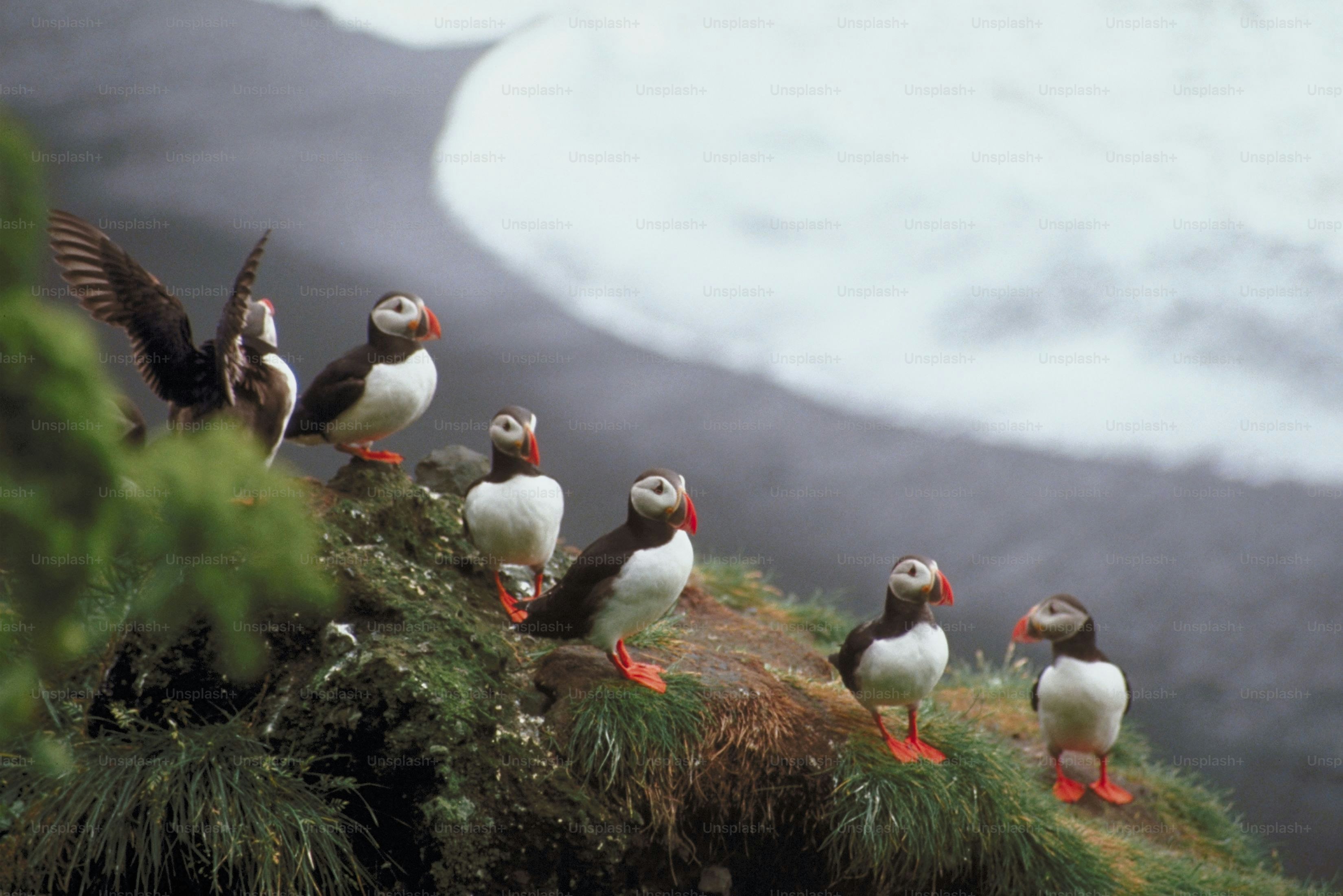 a group of birds sitting on top of a tree