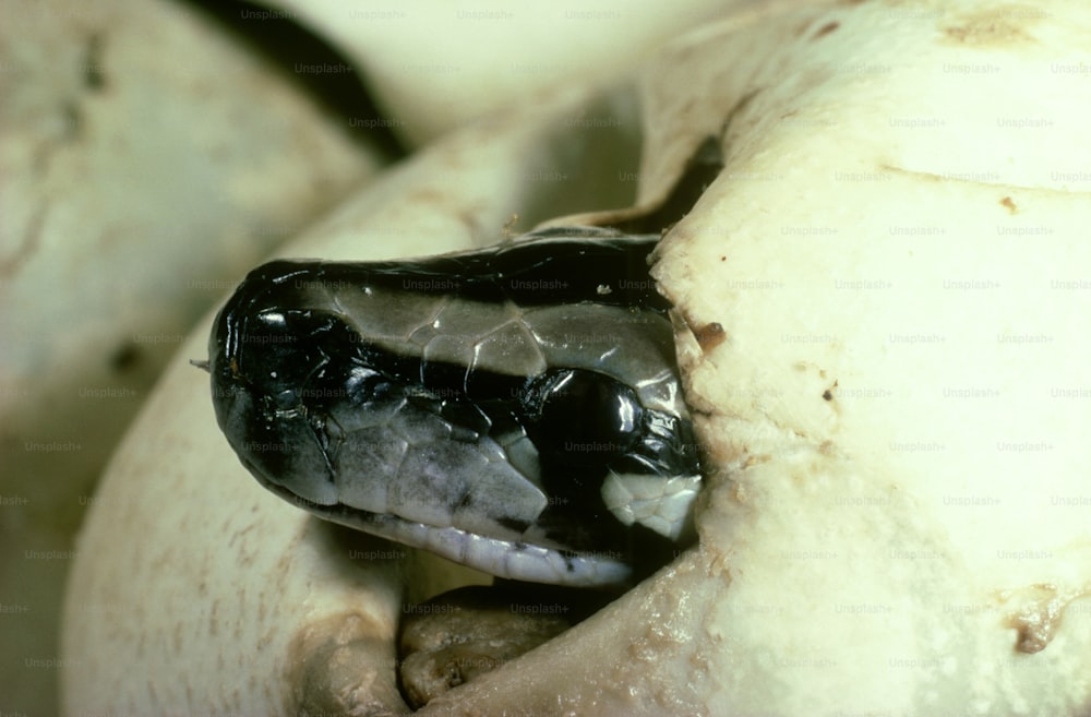 a close up of a black and white snake's head