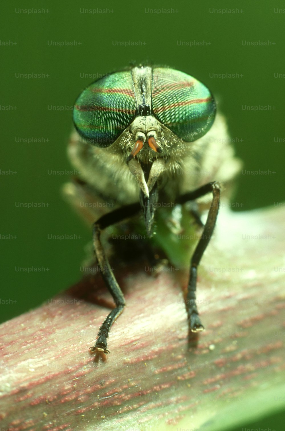 um close up de um inseto em uma folha