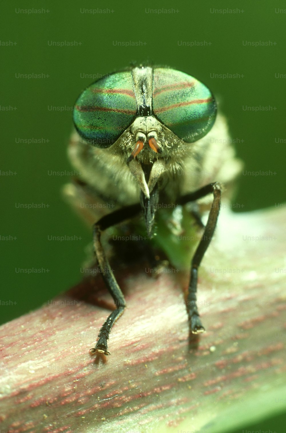 a close up of a bug on a leaf