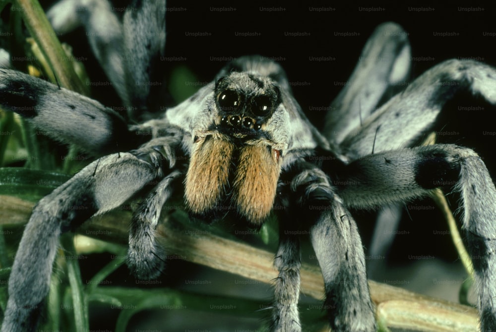 a close up of a spider on a branch