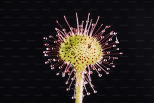 a close up of a flower on a black background