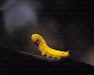 um close up de uma lagarta amarela em um galho