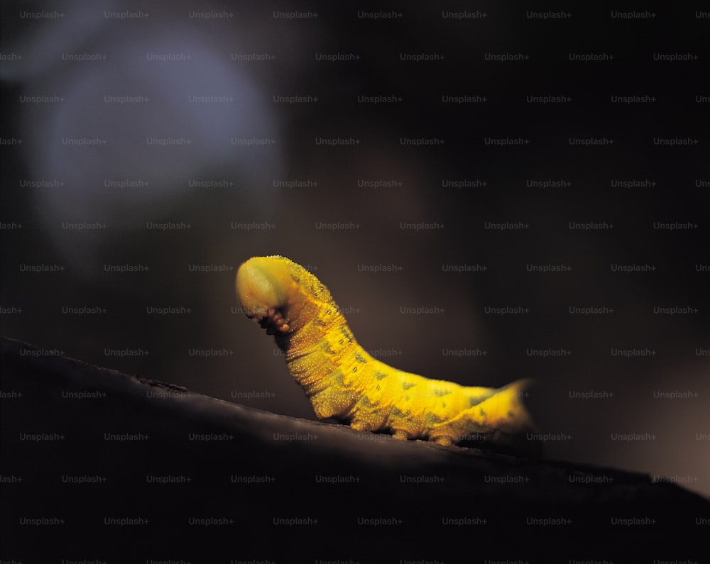 Un primer plano de una oruga amarilla en una rama