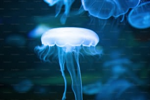 a group of jellyfish floating in the water