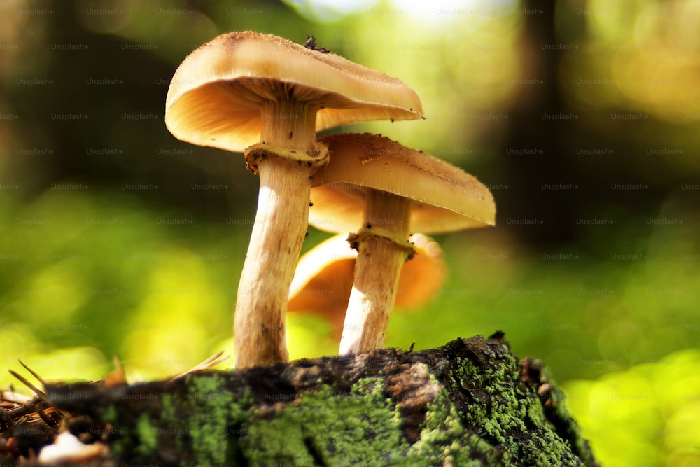 um grupo de cogumelos sentados em cima de um toco de árvore