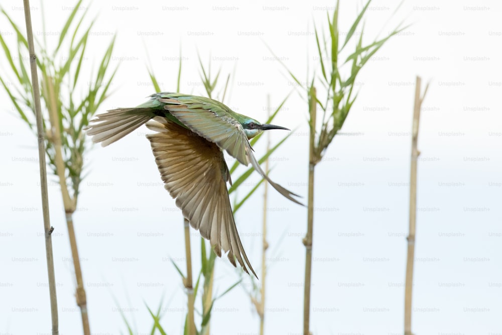 Bee eater flying away