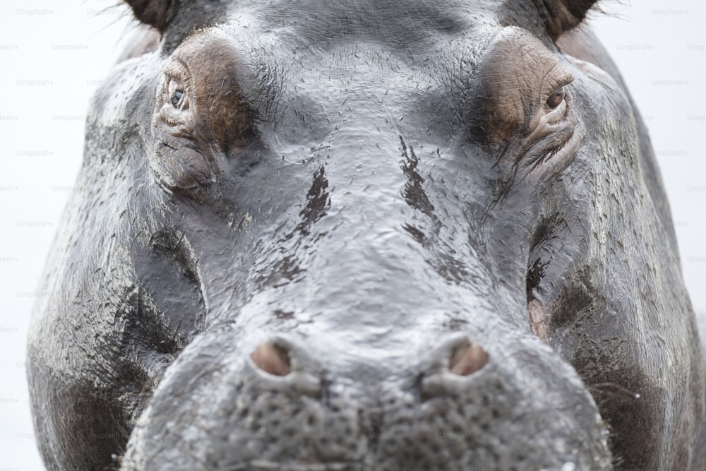 Very close up portraits