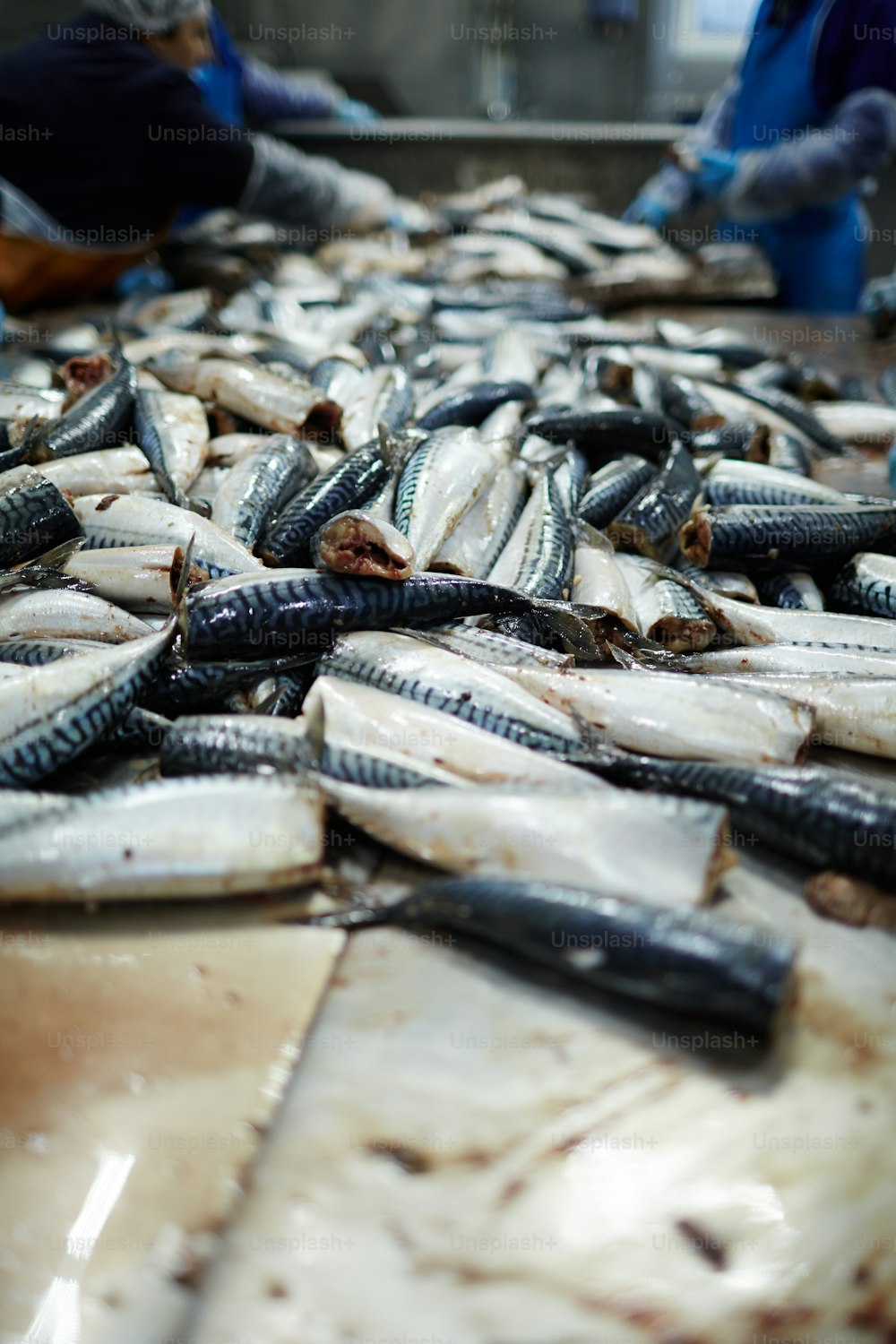 Pilha de sardinhas frescas prontas para fumar ou outra transformação na fábrica de peixe