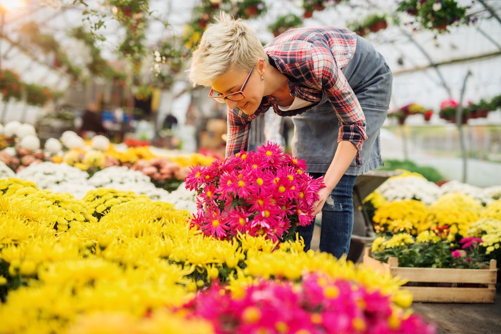 Feliz trabalhadora focada florista feminina que trabalha na bela estufa brilhante.