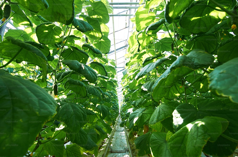 Two rows of growing cucumber plants with aisle between them in hothouse