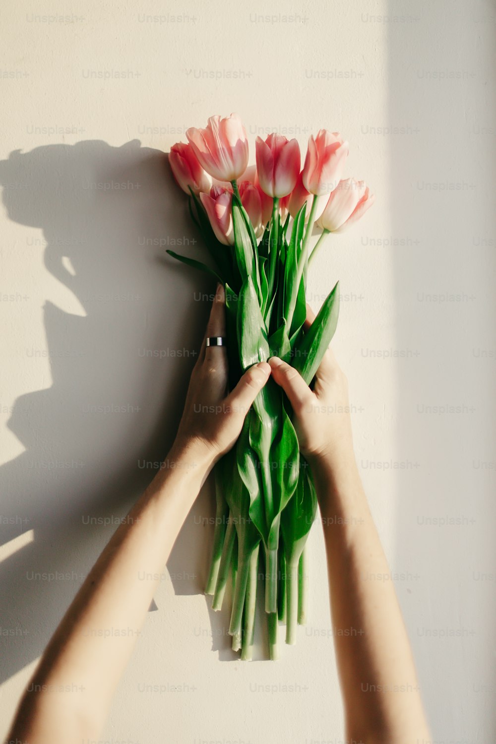 Hände, die rosa Tulpen im morgendlichen weichen Licht auf weißer rustikaler Wand in der Nähe des Fensters im Hintergrund halten. Frühlingsfrische Stimmung. Instagram Blogging Workshop Konzept. Platz für Text