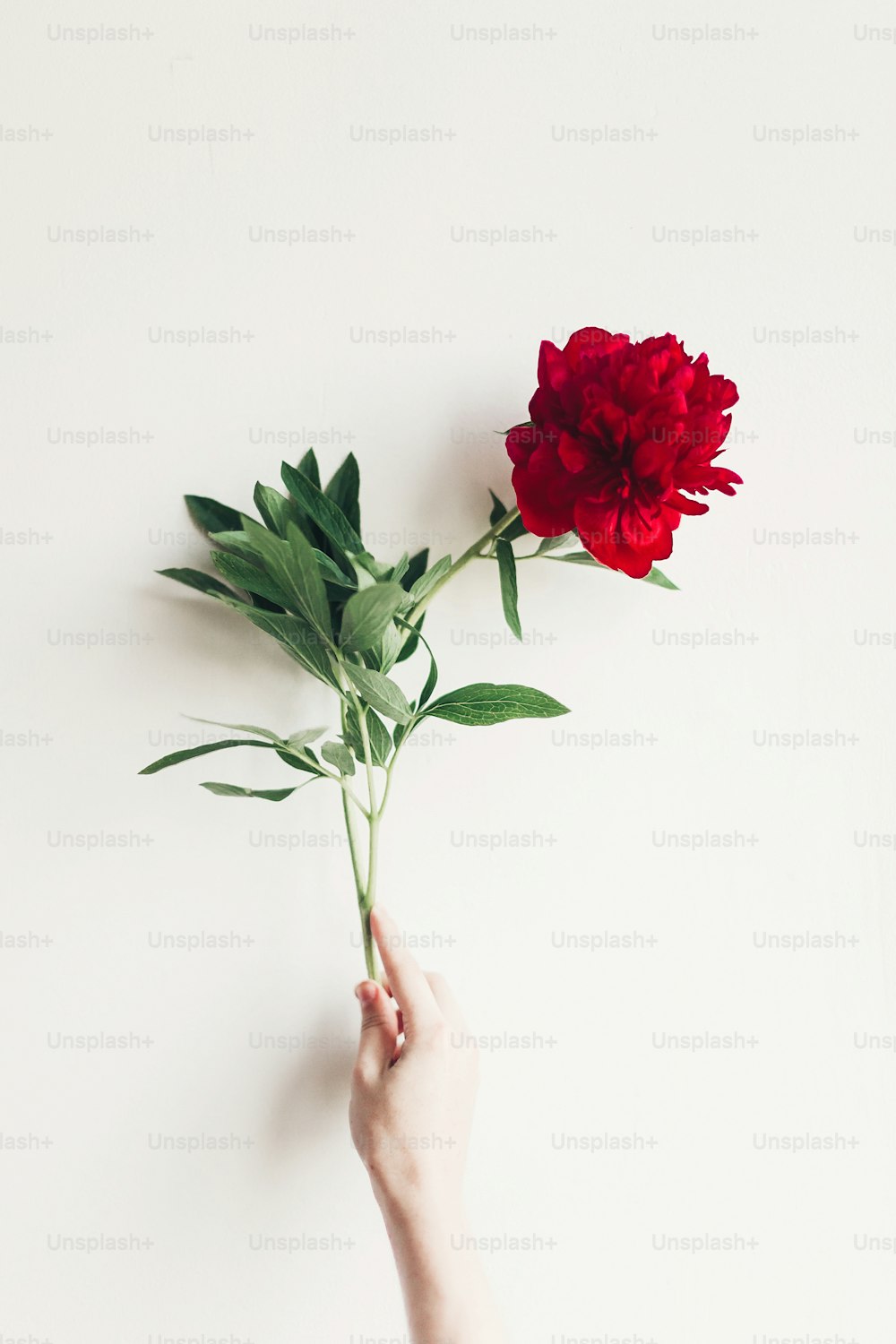 floral greeting card concept, spring stylish image. hand holding beautiful red peony on rustic white background. space for text.  happy womens day or mothers. wedding florist. valentine day