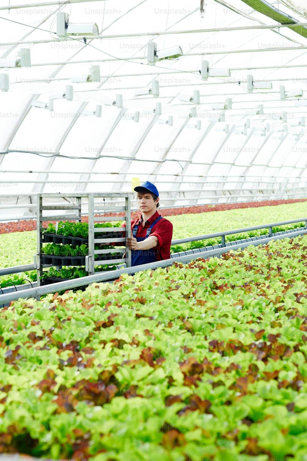 Young Caucasian man in working uniform rolling rack with freshly picked lettuce in spacious industrial greenhouse