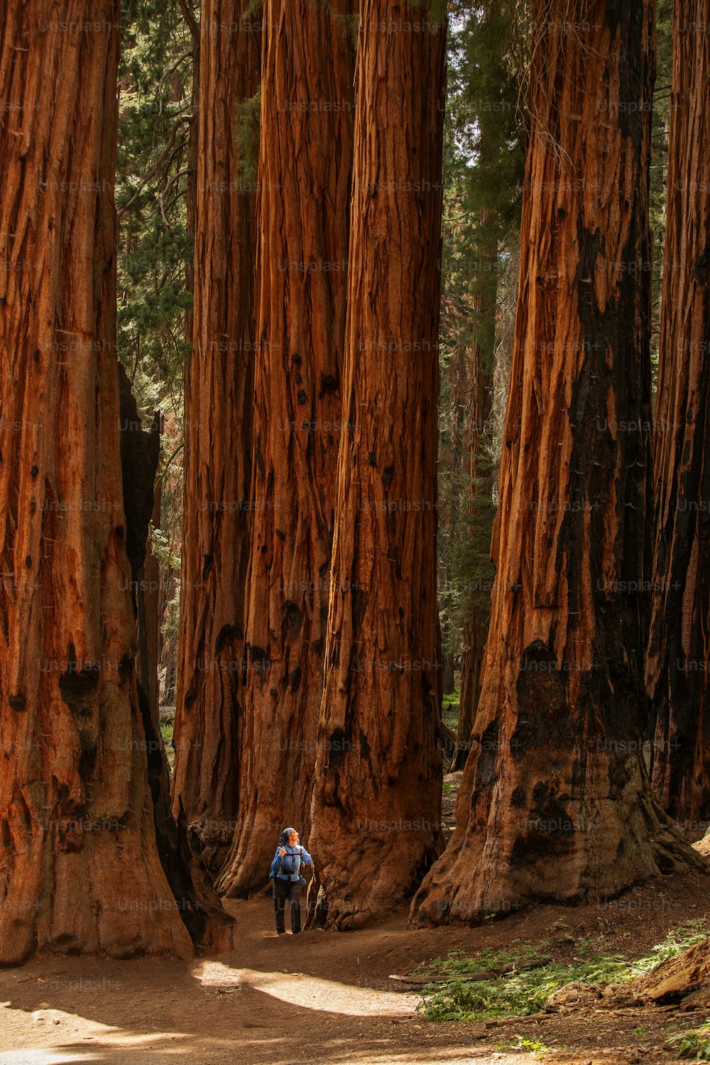 Madre con neonato visita il parco nazionale di Sequoia in California, USA