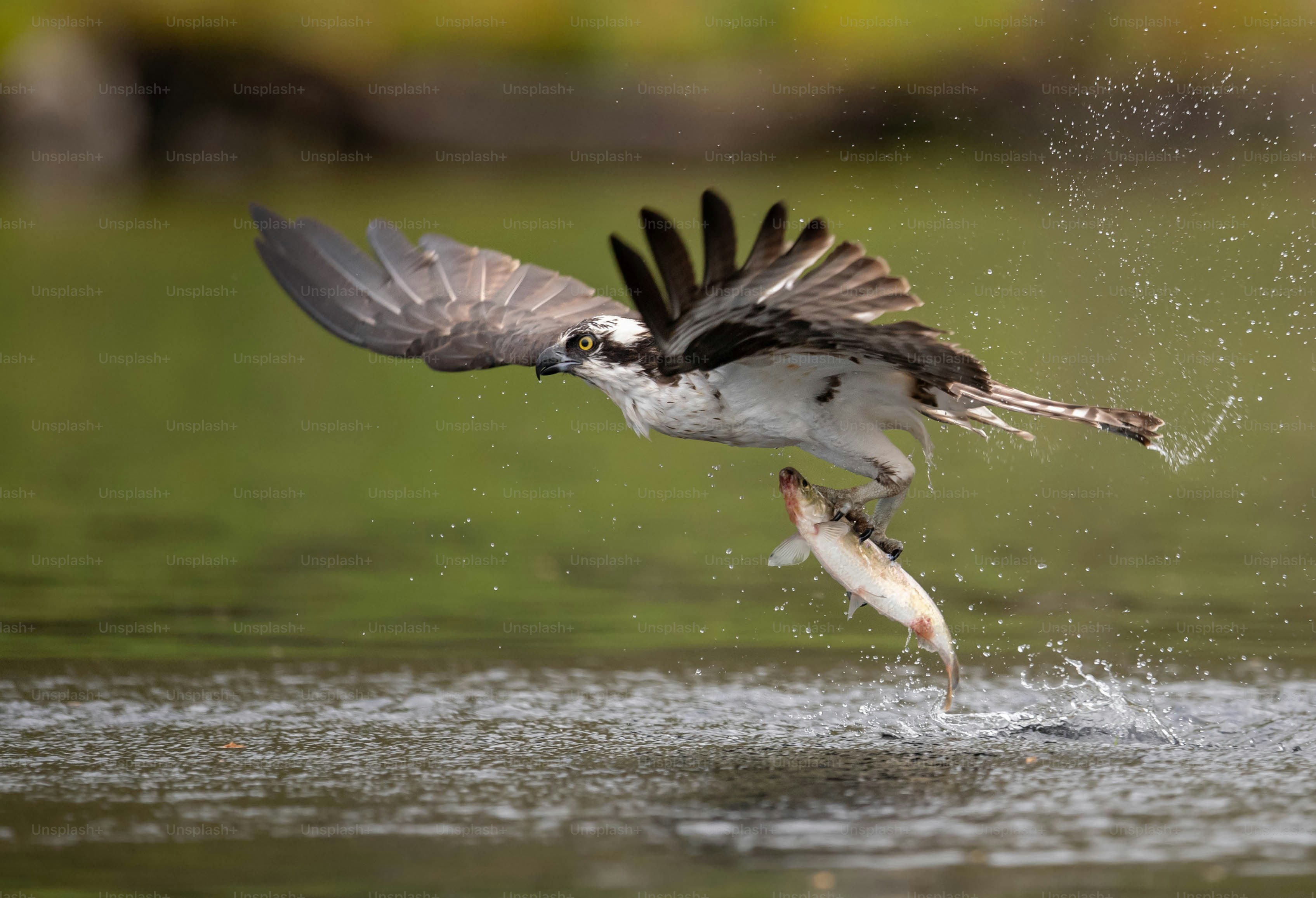 premium_photo-1664304186057-a99a5985f012