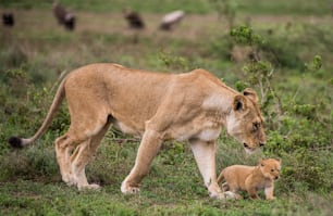 Lioness with cubs in the Serengeti National Park. Africa. Tanzania. Serengeti National Park.