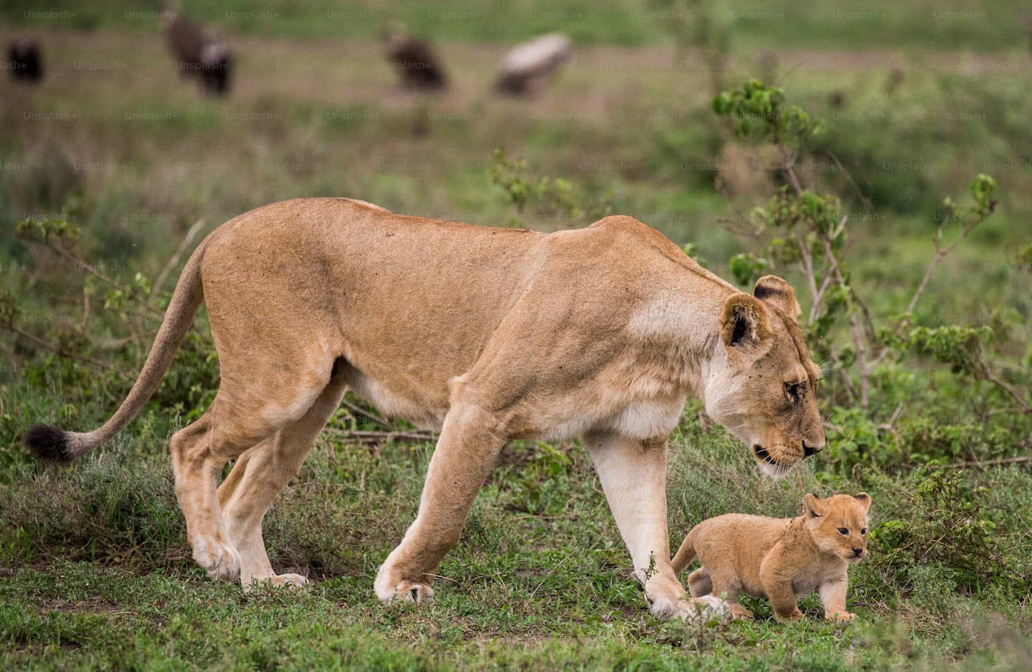 Lioness with cubs in the Serengeti National Park. Africa