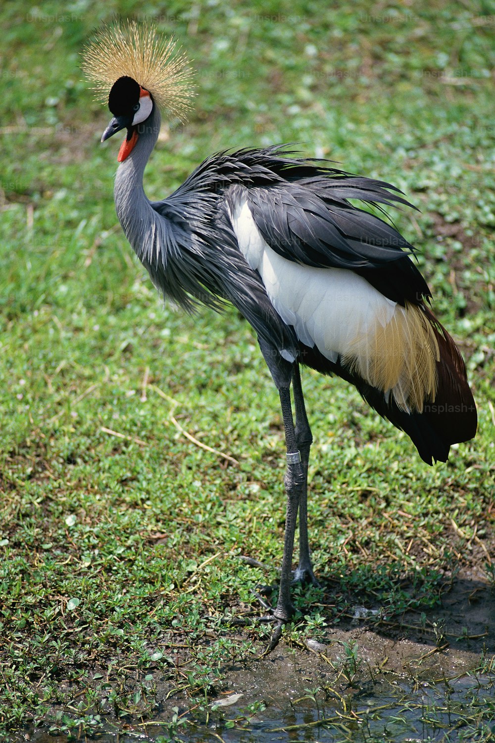 a large bird with a long neck standing in the grass