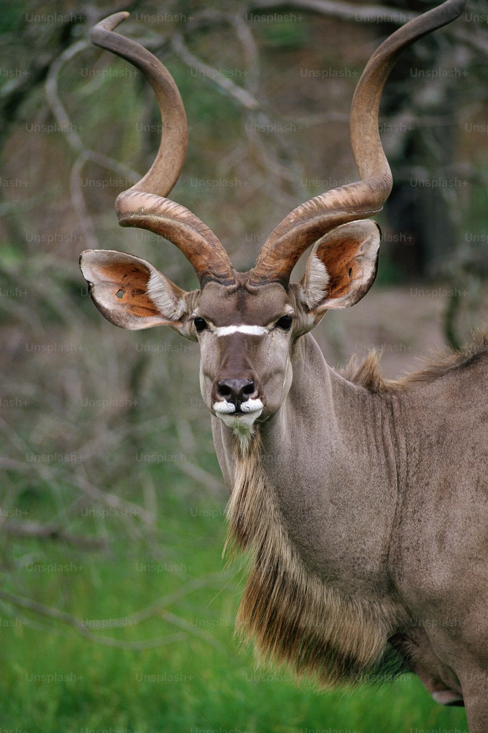 an antelope with large horns standing in a field
