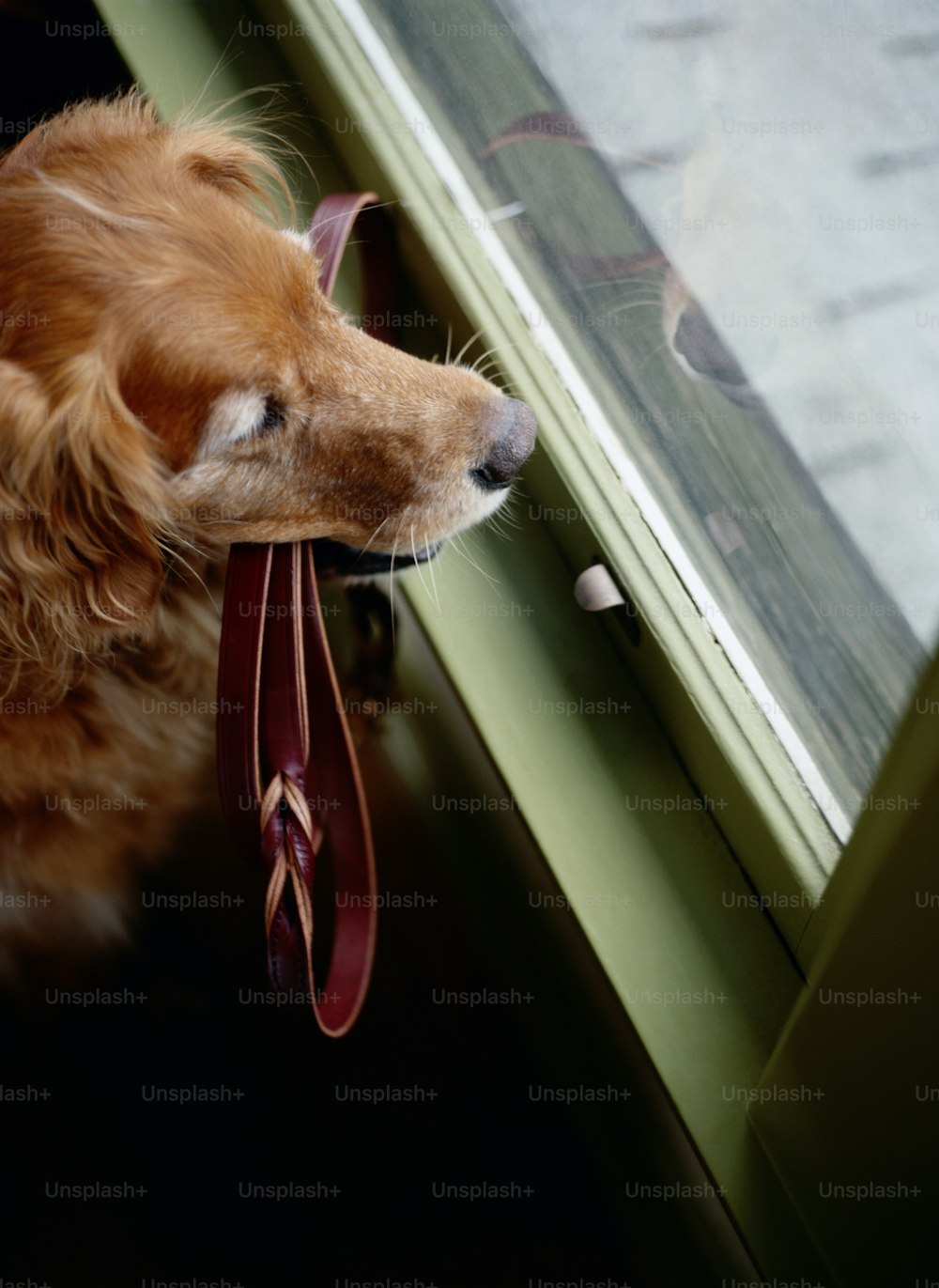 Un perro está mirando por una ventana