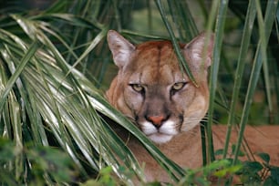 a close up of a cat in a tree