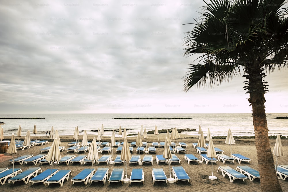 fond tropical avec palmier et plage. Sièges vides et parasols pour profiter de la détente et du silence avec l’océan et la nature. Lieu de vacances en plein air à Tenerife