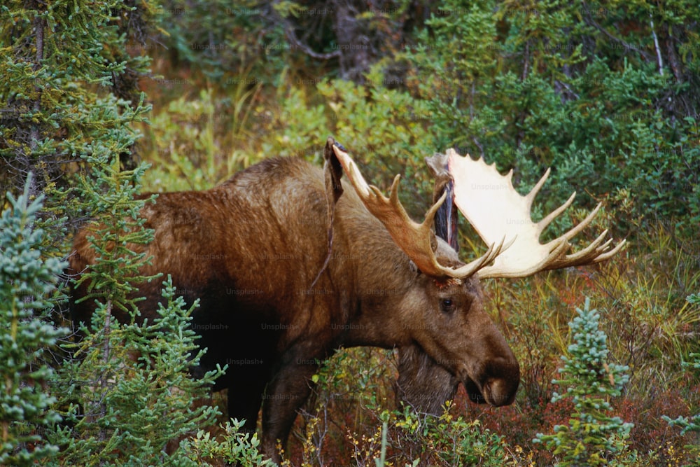 a moose with large antlers walking through a forest
