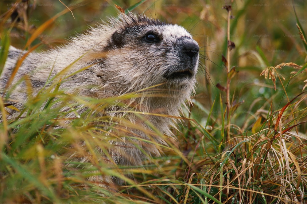 a close up of a animal in a field of grass